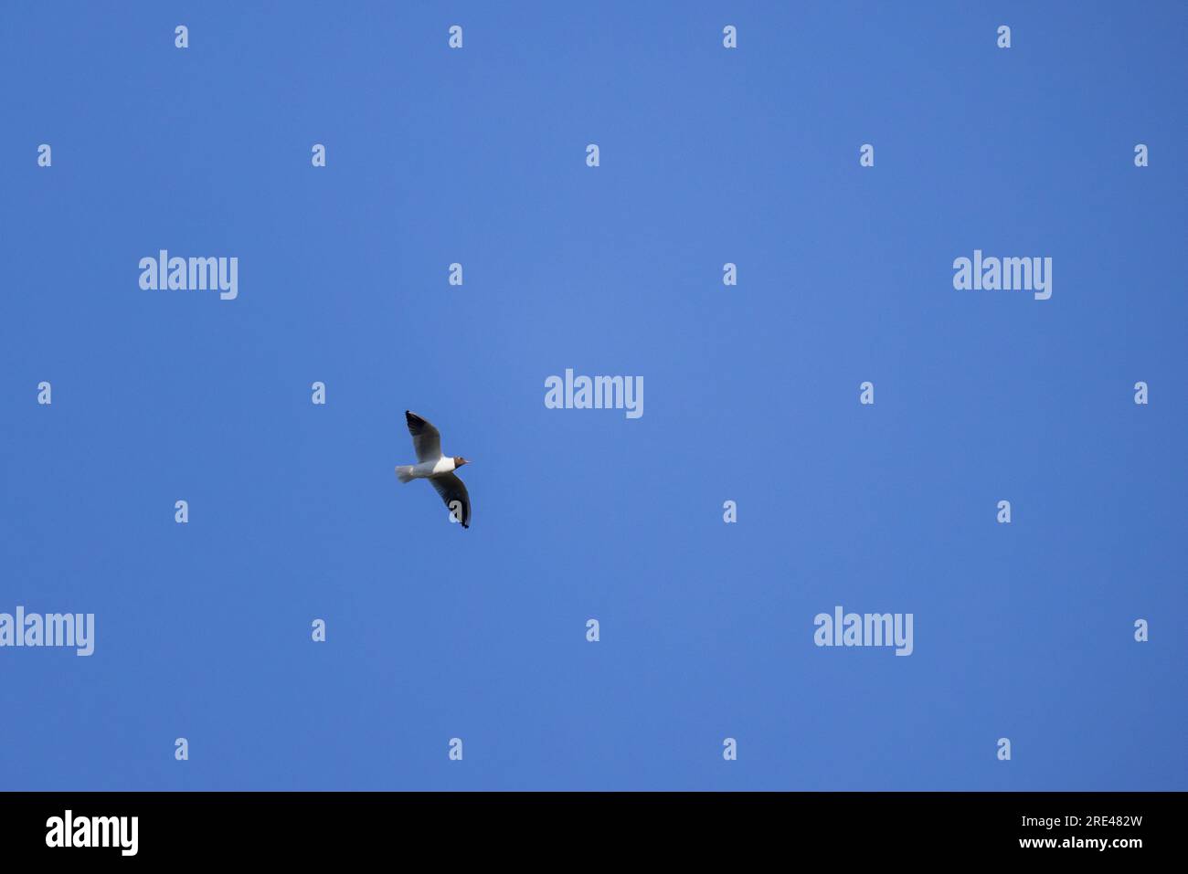 Schwarzkopfmöwe fliegt tagsüber am blauen Himmel Stockfoto