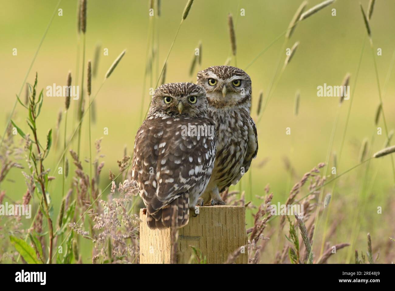 Kleine Eule Stockfoto