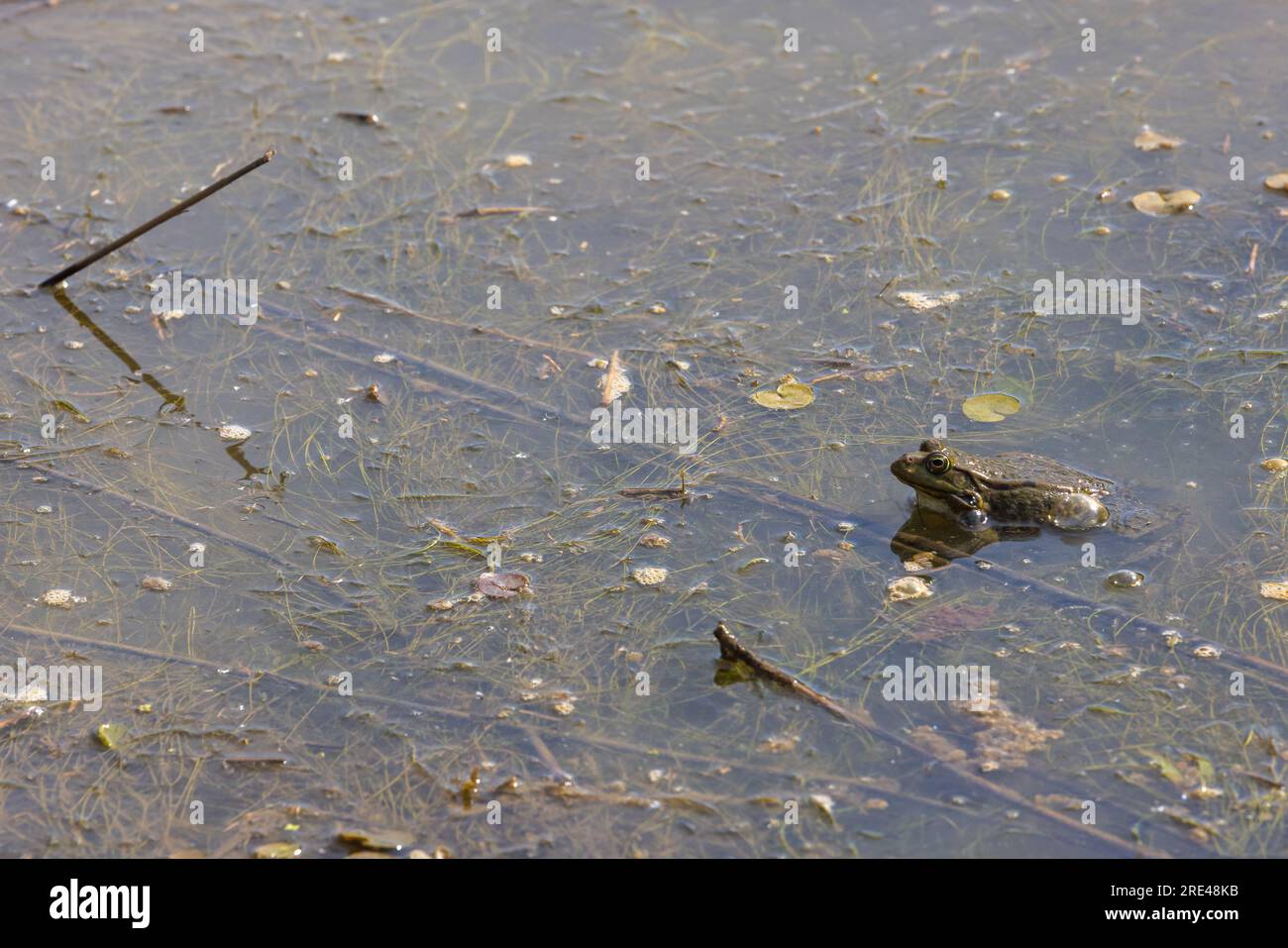 Die Kröte oder europäische Kröte sitzt in einem Teich Stockfoto