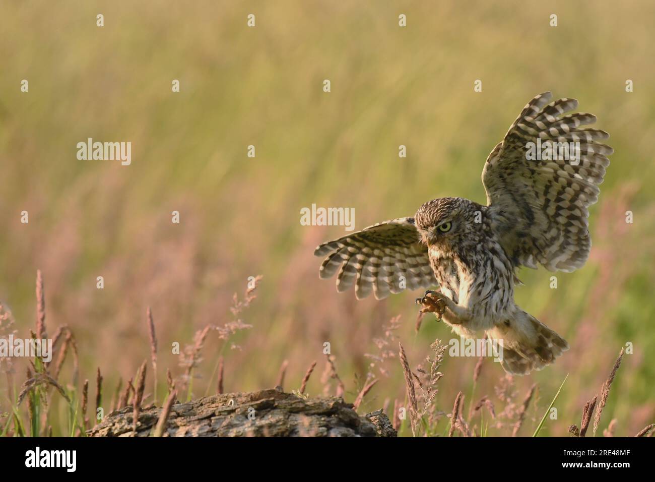 Die kleine Eule im Flug über die Wiese Stockfoto