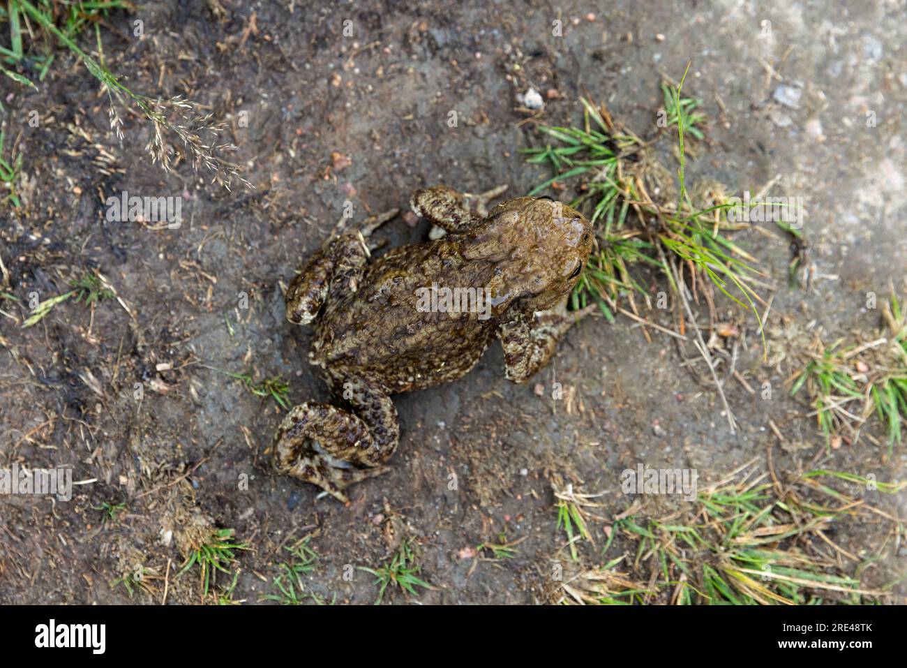 Die gewöhnliche Kröte oder europäische Kröte sitzt auf einem schmutzigen Boden, Draufsicht, Frosch Nahaufnahme mit selektivem Fokus Stockfoto