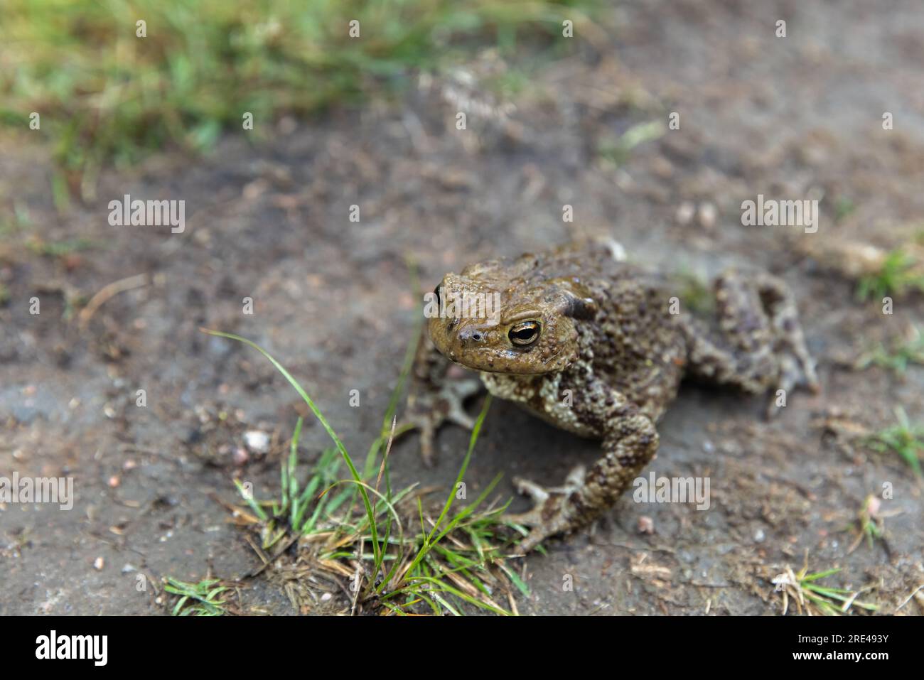 Die gewöhnliche Kröte oder europäische Kröte sitzt auf einem schmutzigen Boden, Frosch Nahaufnahme mit selektivem Fokus Stockfoto