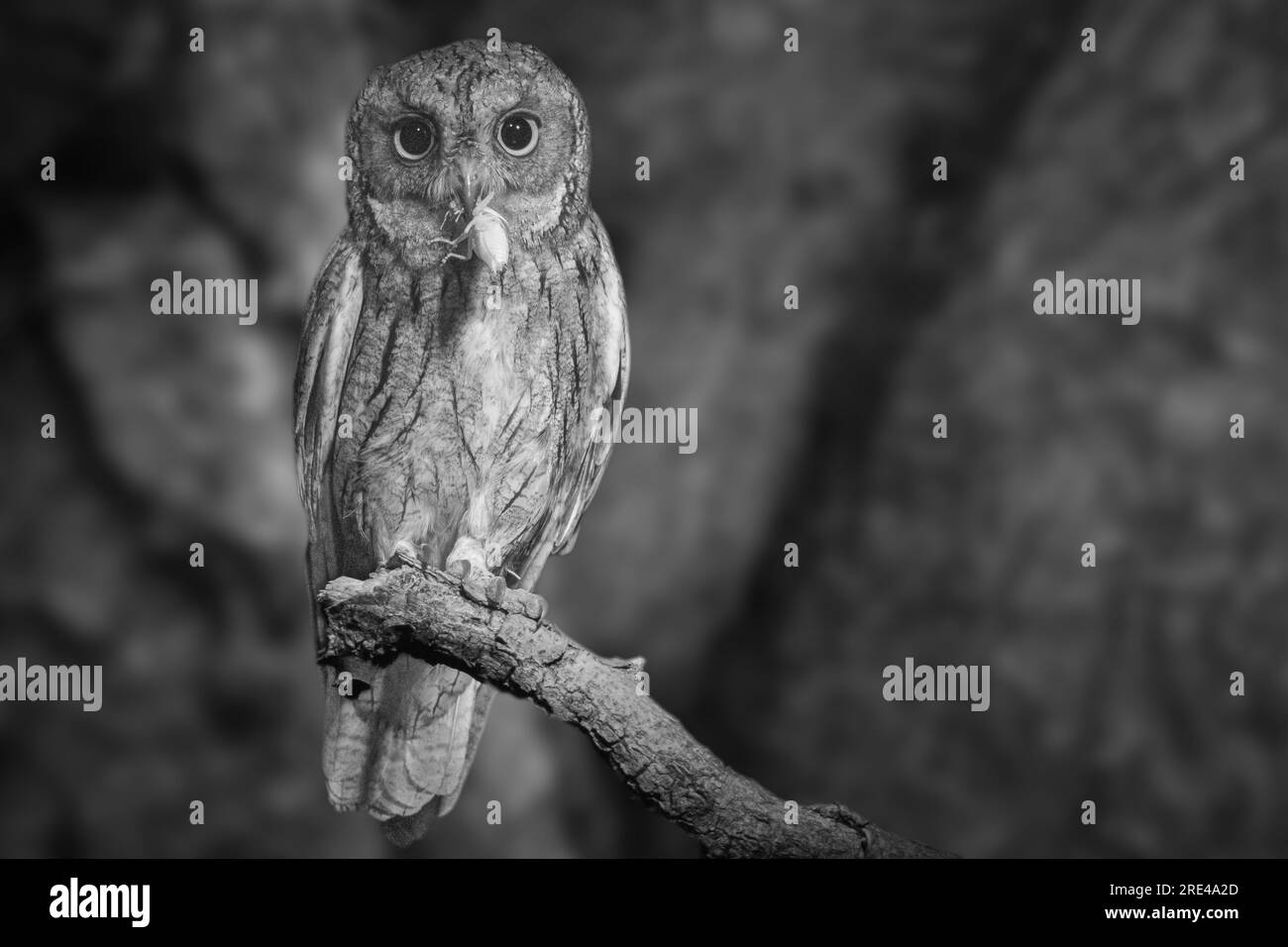 Die Eulen mit Beute in der Nacht Stockfoto