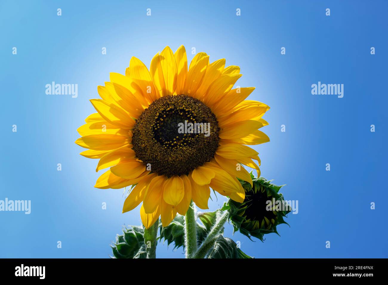 Sonnenblumen im Hintergrund des blauen Himmels. Stockfoto