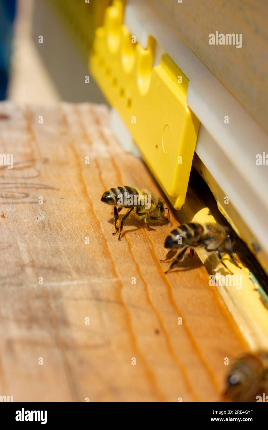 Die Biene belüftet die Luft im Bienenstock, indem sie mit den Flügeln am Landebrett flattert Stockfoto