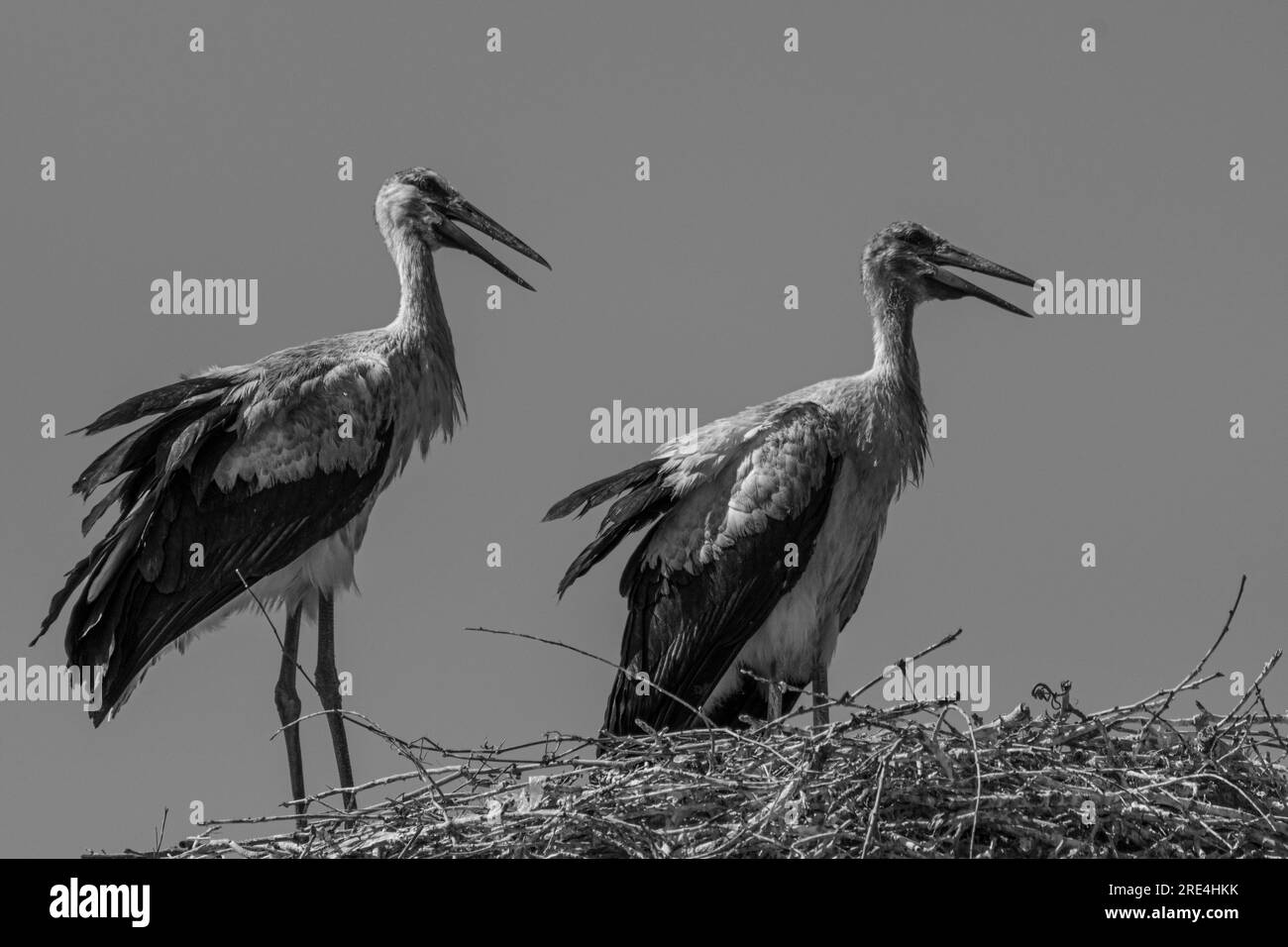 Isolierte Nahaufnahme von nistenden Storchvögeln im Storchdorf Armenien Stockfoto