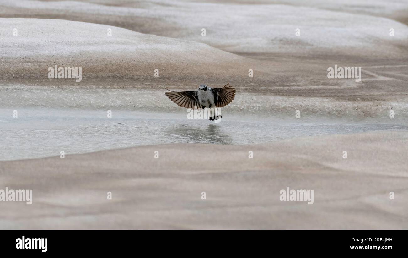 Isolierter einziger nördlicher Wheatear-Vogel, der in freier Wildbahn auf einer Eis- und schneebedeckten Oberfläche und im Hintergrund landet - Aragats Mountain Armenien Stockfoto