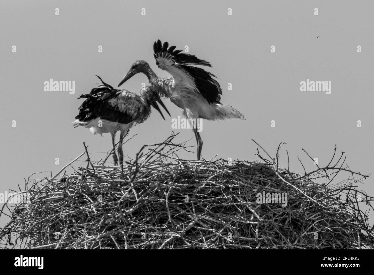 Isolierte Nahaufnahme von nistenden Storchvögeln im Storchdorf Armenien Stockfoto