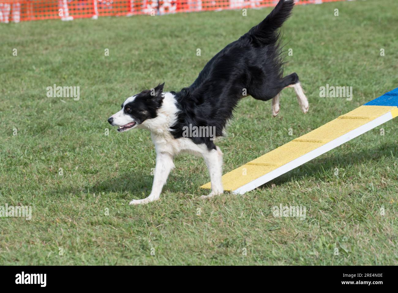 Boarder Collie rennt bei einem Agility Event von einem Hindernis herunter Stockfoto