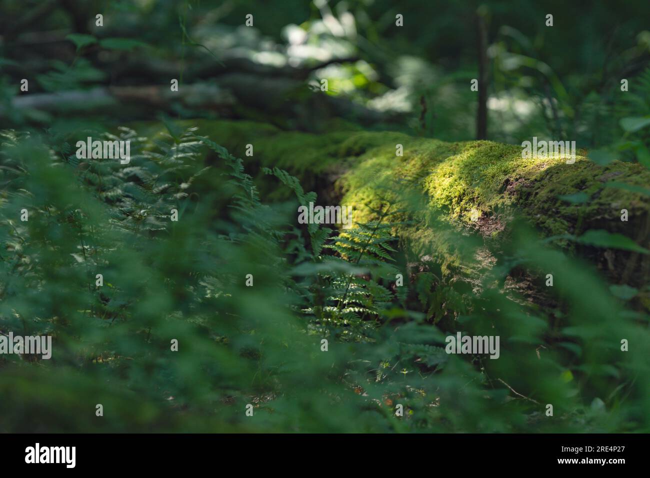 Natürliche Rinde- und Waldmuster für Designhintergründe strukturiertes, dunkles, kontrastreiches natürliches Licht Stockfoto