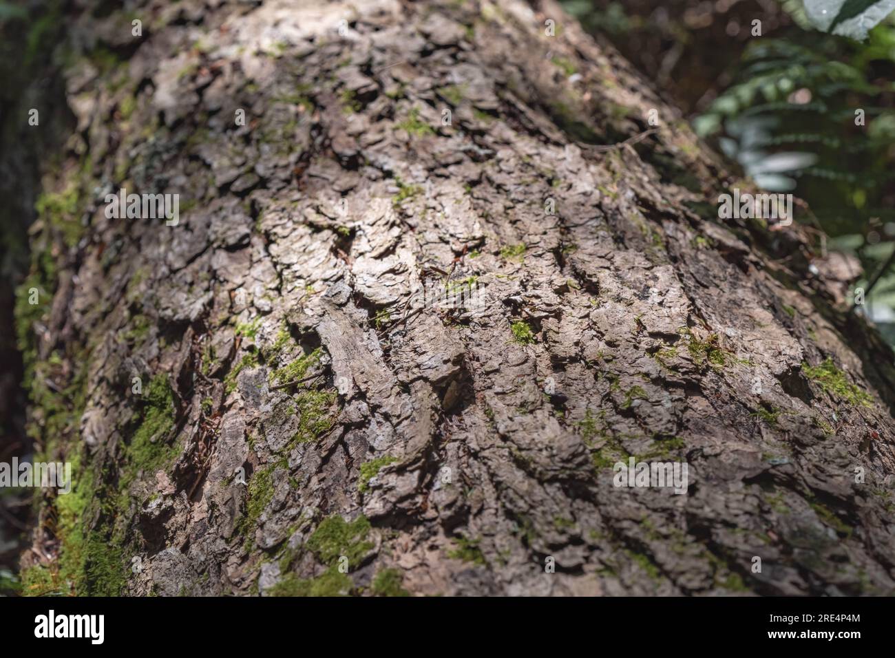 Natürliche Rinde- und Waldmuster für Designhintergründe strukturiertes, dunkles, kontrastreiches natürliches Licht Stockfoto