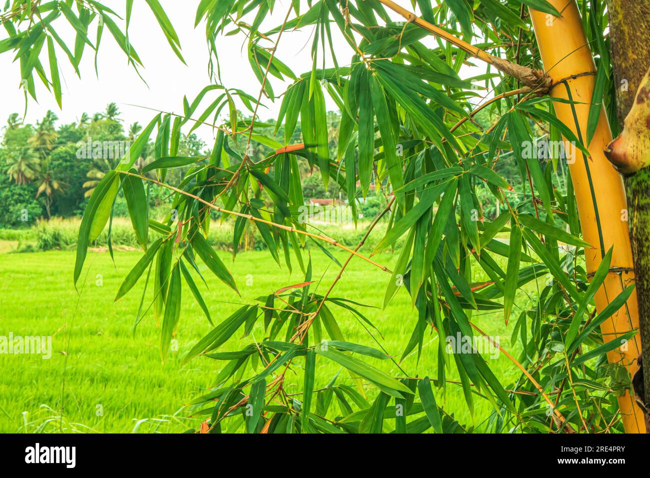 Bambusblätter mit Reisfeldhintergrund am Morgen. Stockfoto