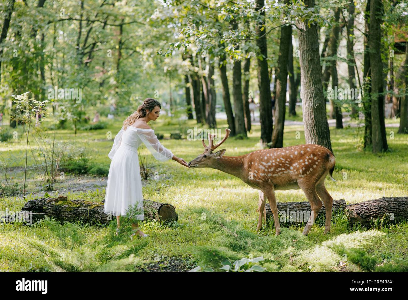 Eine wunderschöne Braut in weißem Hochzeitskleid füttert wilde Hirsche aus ihrer Hand vor Wald- und Grashintergrund. Stockfoto