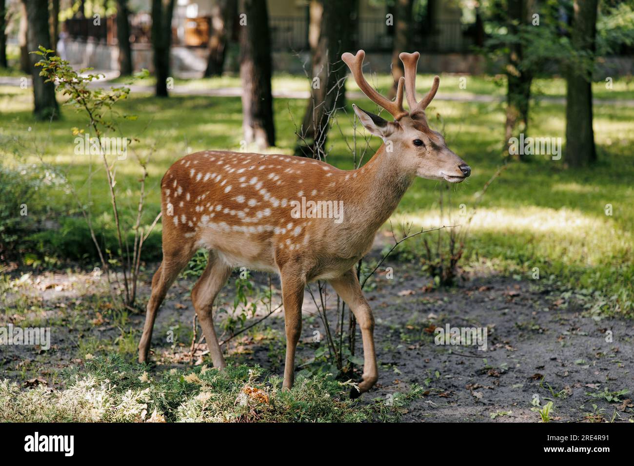 Wildes Hirsch mit Geweih, das zwischen Wäldern vor Baum- und Grashintergrund wandert. Stockfoto