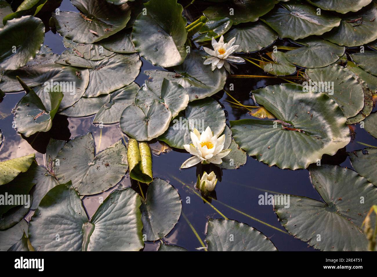 Seerose Stockfoto