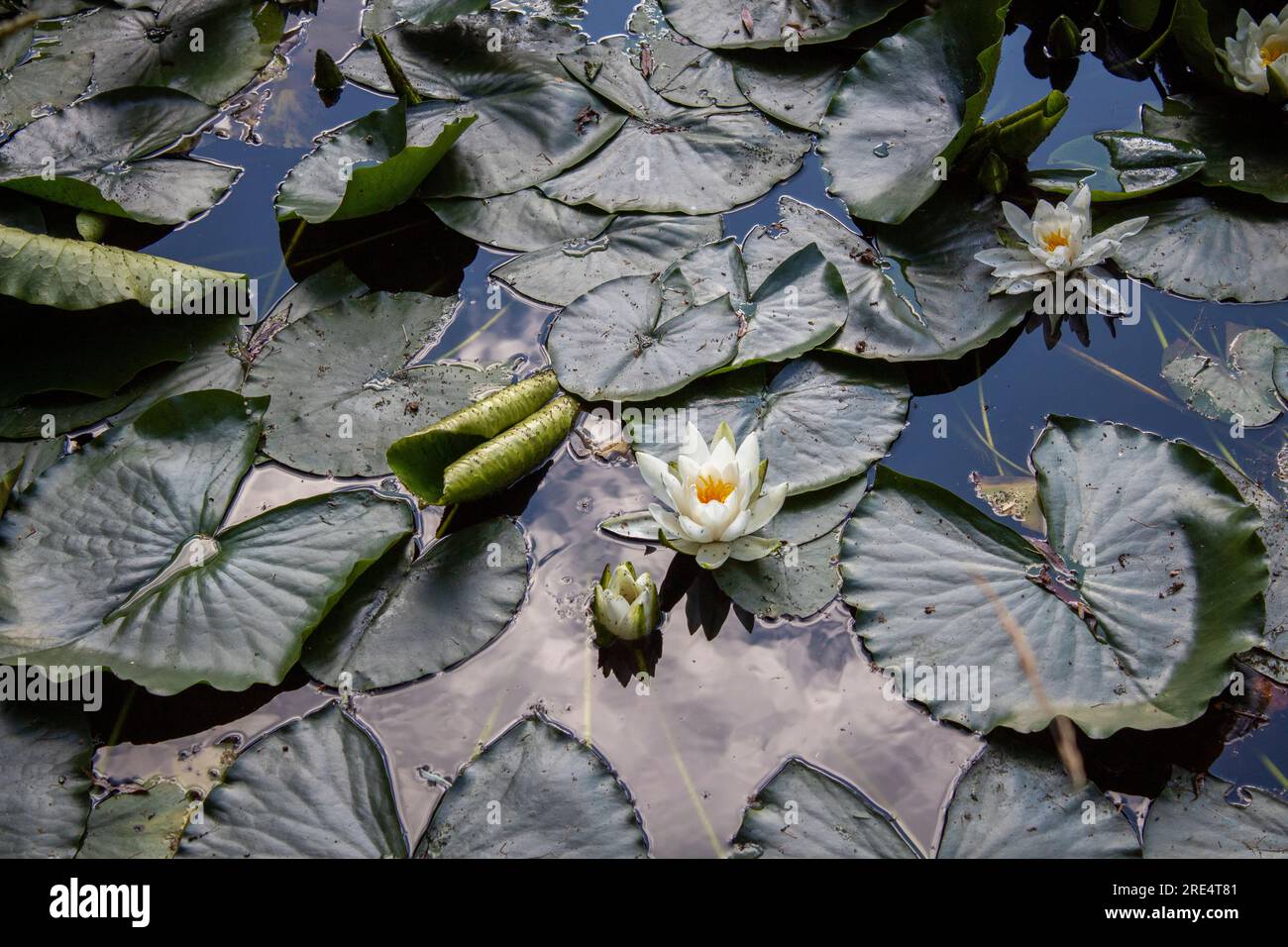 Seerose Stockfoto