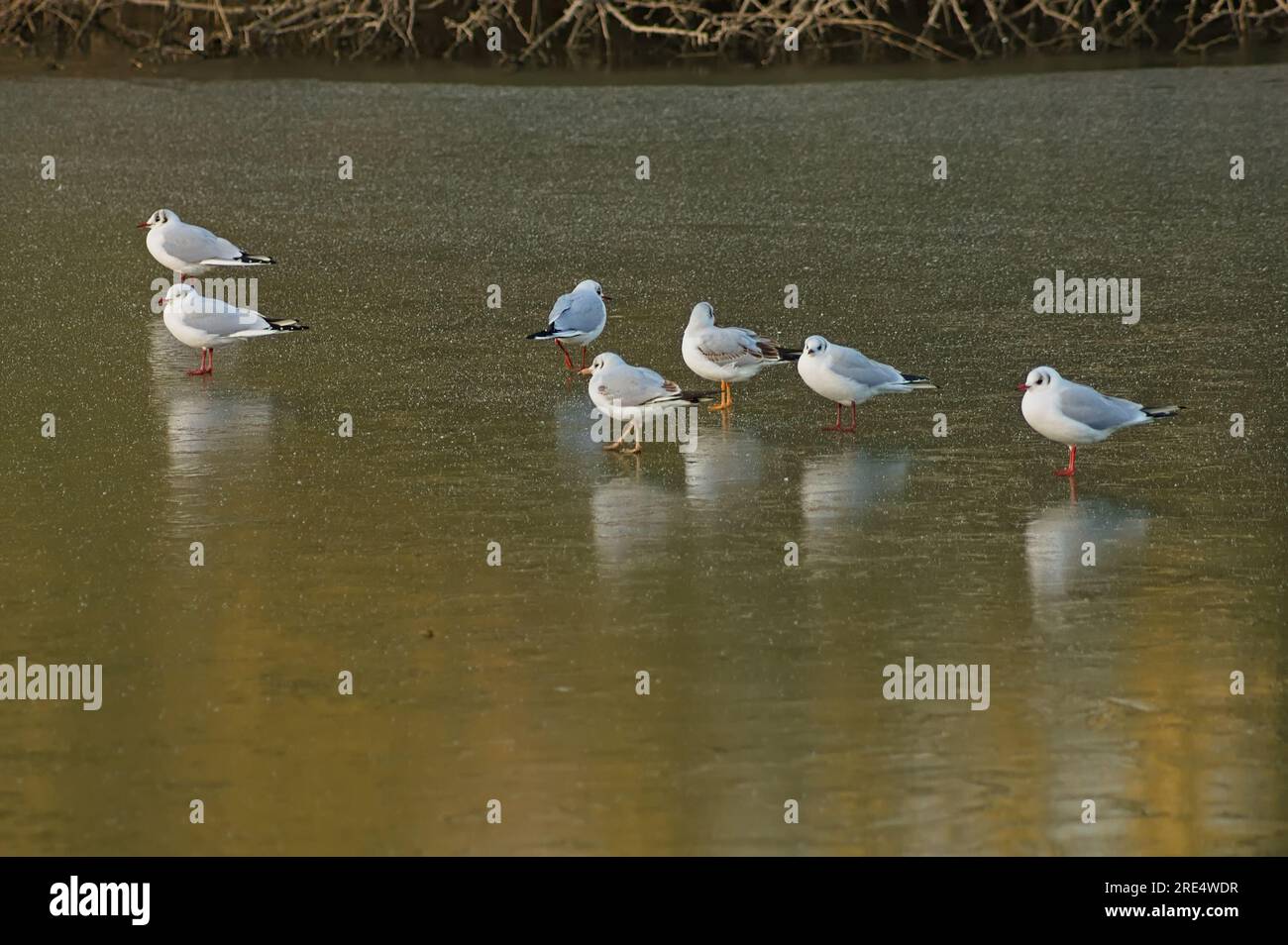 Eine Schar Möwen, die auf Eis standen, bildeten sich im Winter aus dem Wasser. Stockfoto