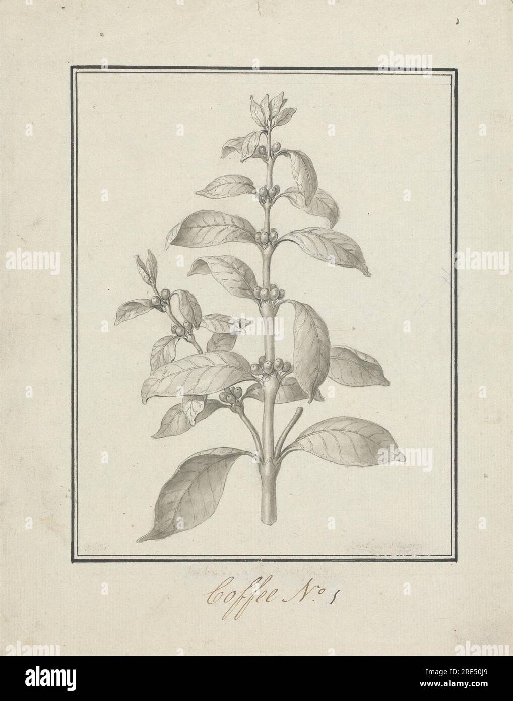 Coffea arabica L. (Arabica-Kaffee): Fertige Zeichnung von Blattwerk und Beeren um 1768 von Luigi Balugani Stockfoto