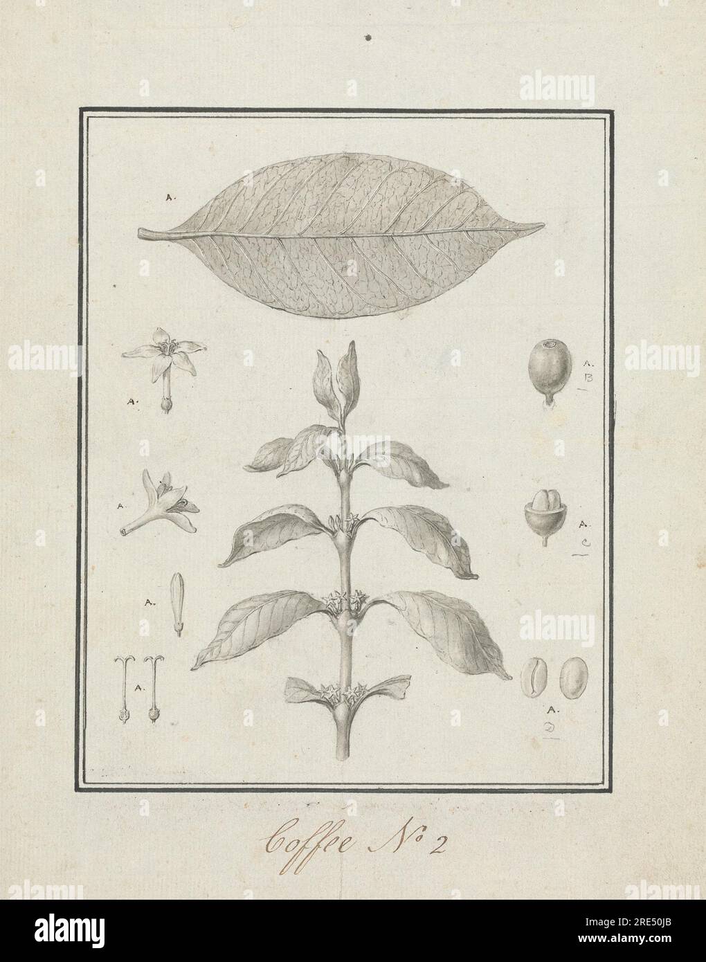 Coffea arabica L. (Arabica-Kaffee): Fertige Zeichnung des Blattsalons mit Details zu Blumen, Blättern und Früchten um 1768 von Luigi Balugani Stockfoto