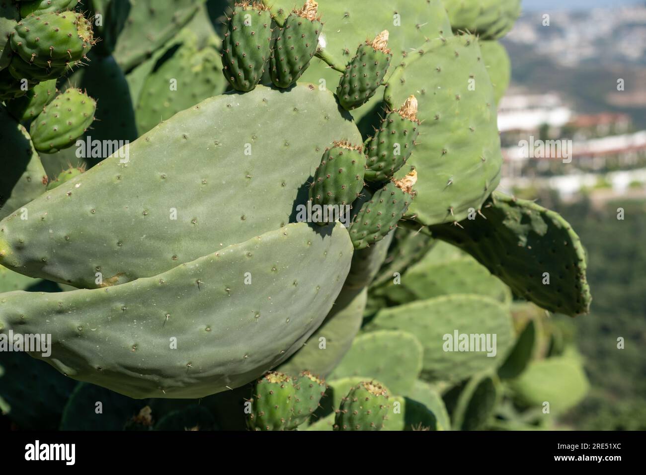 Grüner Pflanzenkaktus mit Wirbelsäulen und getrockneten Blüten. Stockfoto