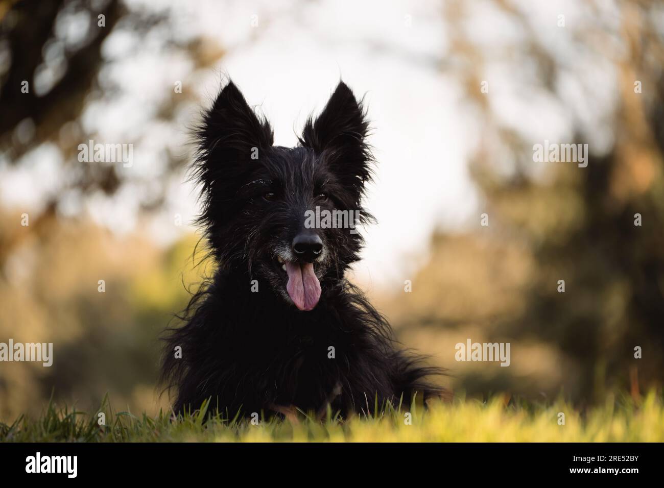 Schöner schwarzer Hund, männlich, mit langen Haaren, der bei Sonnenuntergang auf dem Gras ruht Stockfoto