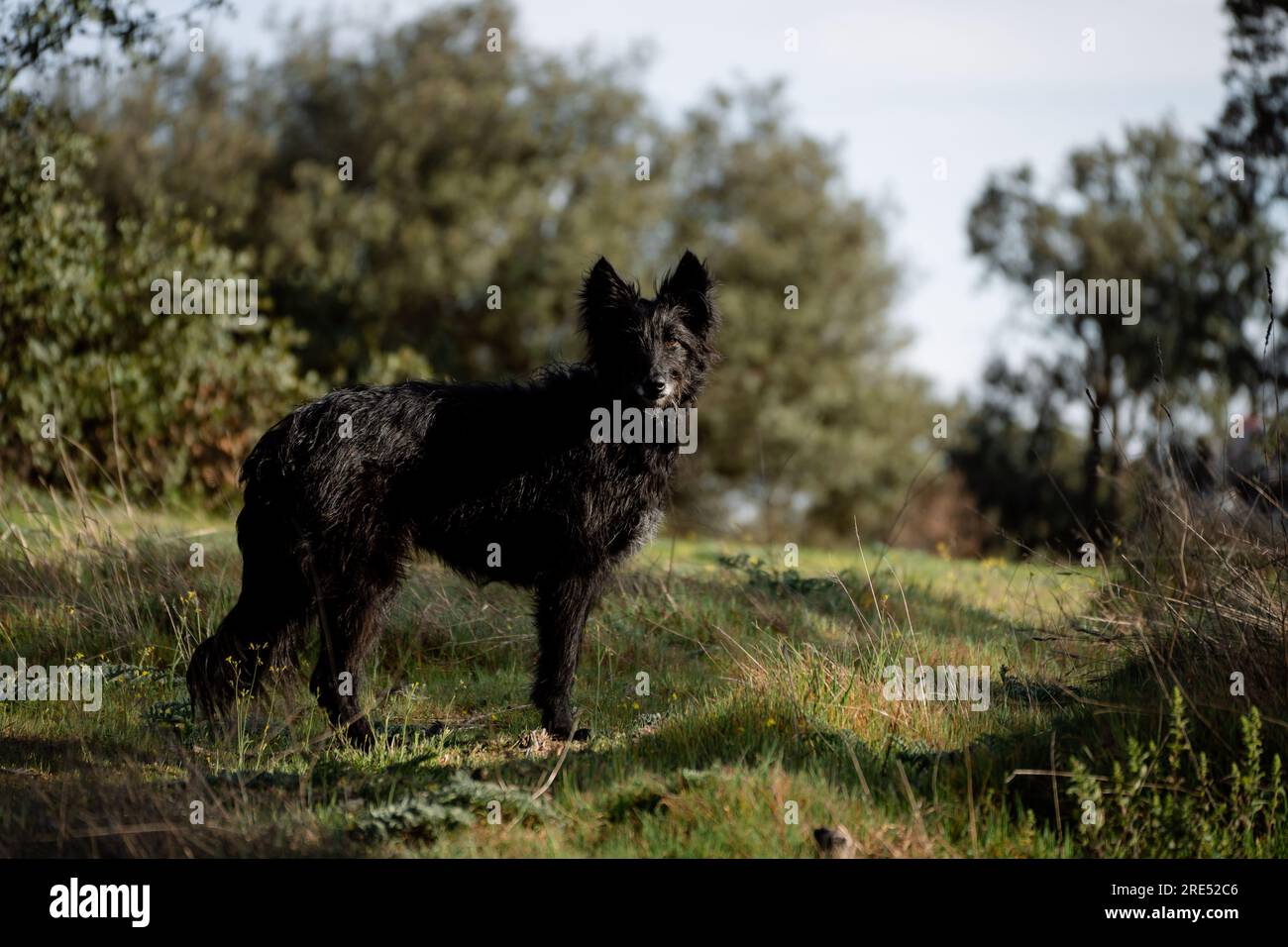 Wunderschöner schwarzer Hund mit langen Haaren, der bei Sonnenuntergang in Madrid auf dem Gras stand Stockfoto