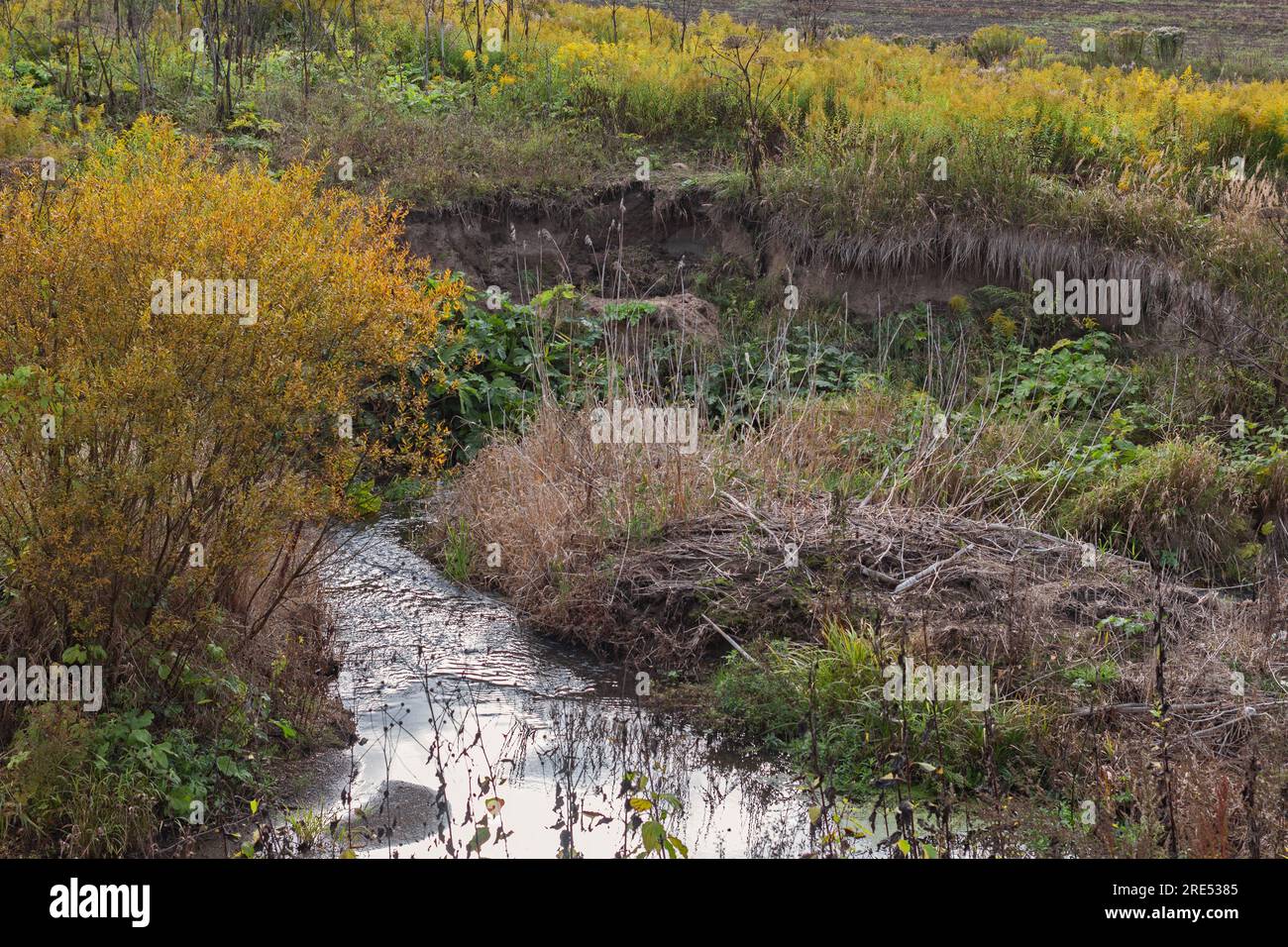 Echte Schlucht und malerische Büsche am Herbsttag für gute Laune Stockfoto