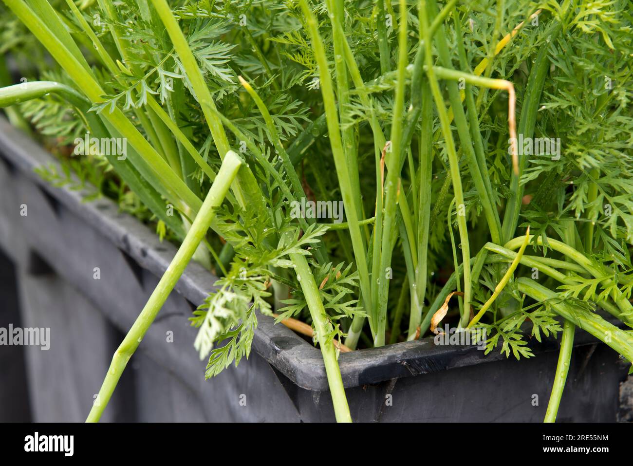 In Behältern gezüchtete Karotten und Frühlingszwiebeln, die als Begleitpflanzen in einem alten, stillgelegten Kunststoff-Wasserbehälter wachsen. Stockfoto