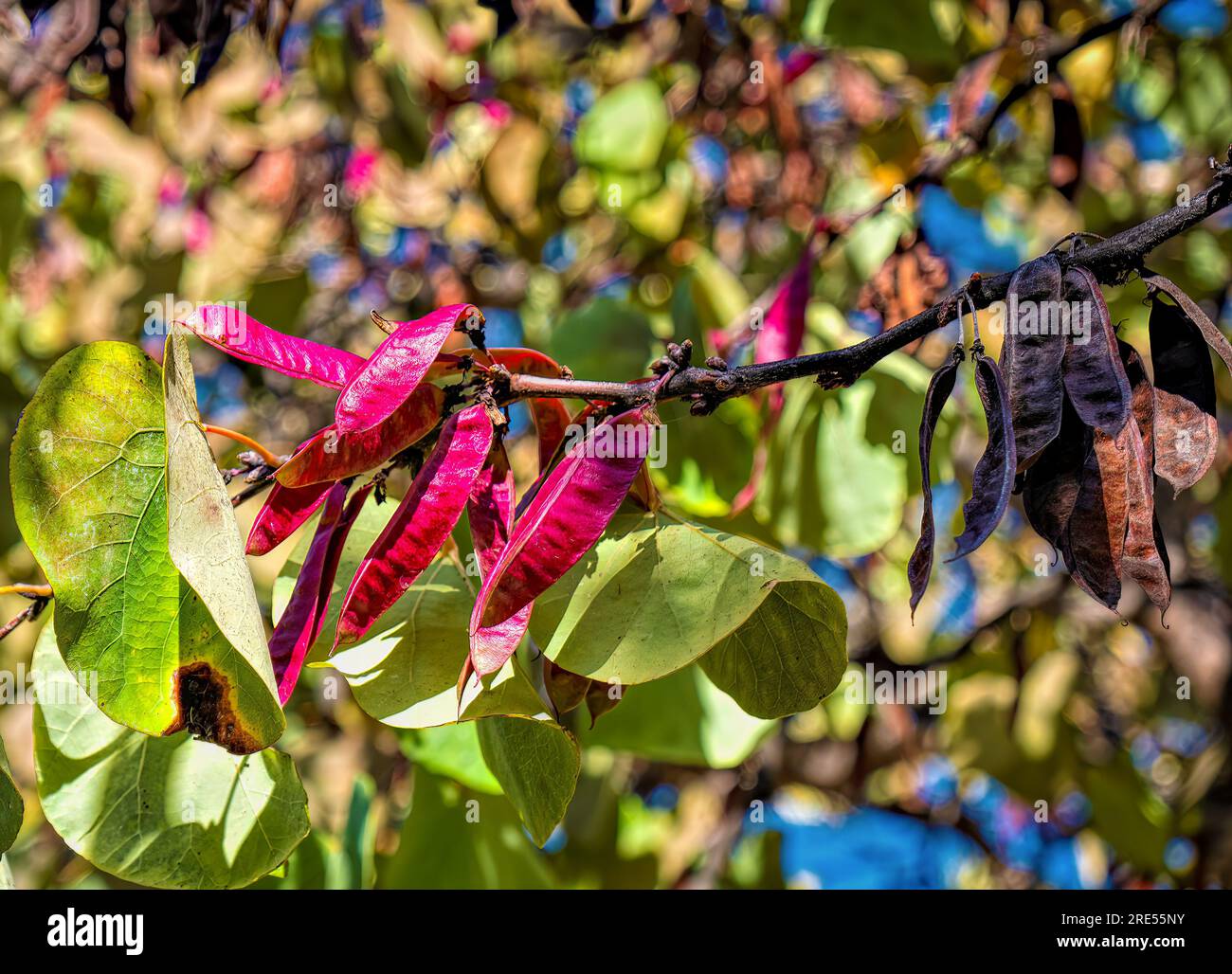 Cercis siliquastrum Judas Tree oder Gainier mit dünnen rot-braunen, flachen, hängenden und glänzenden Kapseln Stockfoto Cercis siliquastrum Judas Tree oder Gainier mit dünnen rot-braunen, flachen, hängenden und glänzenden Kapseln Stockfoto