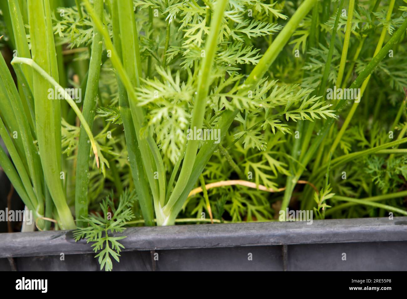 In Behältern gezüchtete Karotten und Frühlingszwiebeln, die als Begleitpflanzen in einem alten, stillgelegten Kunststoff-Wasserbehälter wachsen. Stockfoto