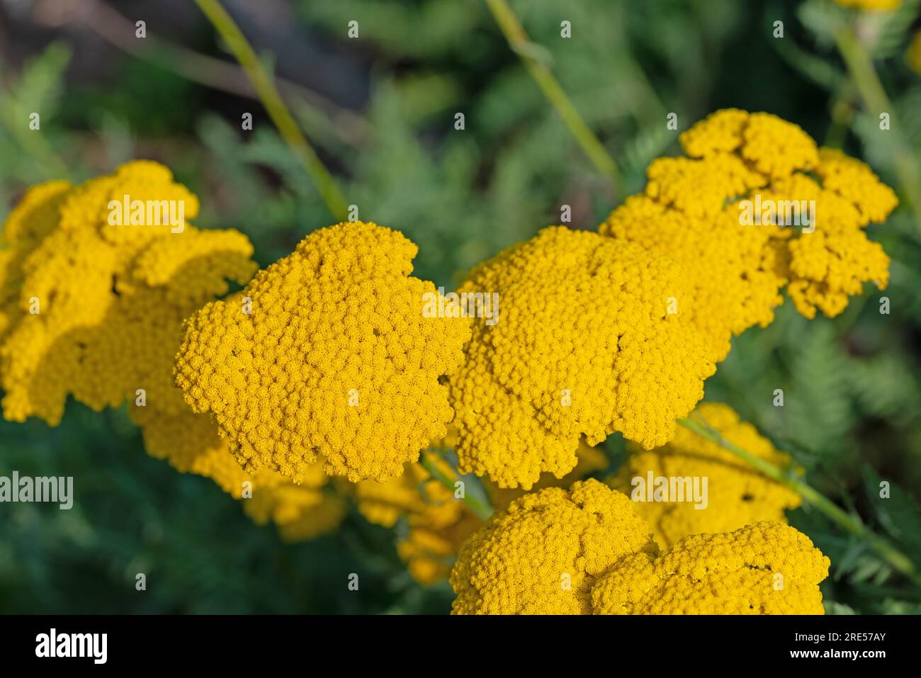 Blühende gelbe Schafgarbe, Achillea filipendulina, Nahaufnahme Stockfoto