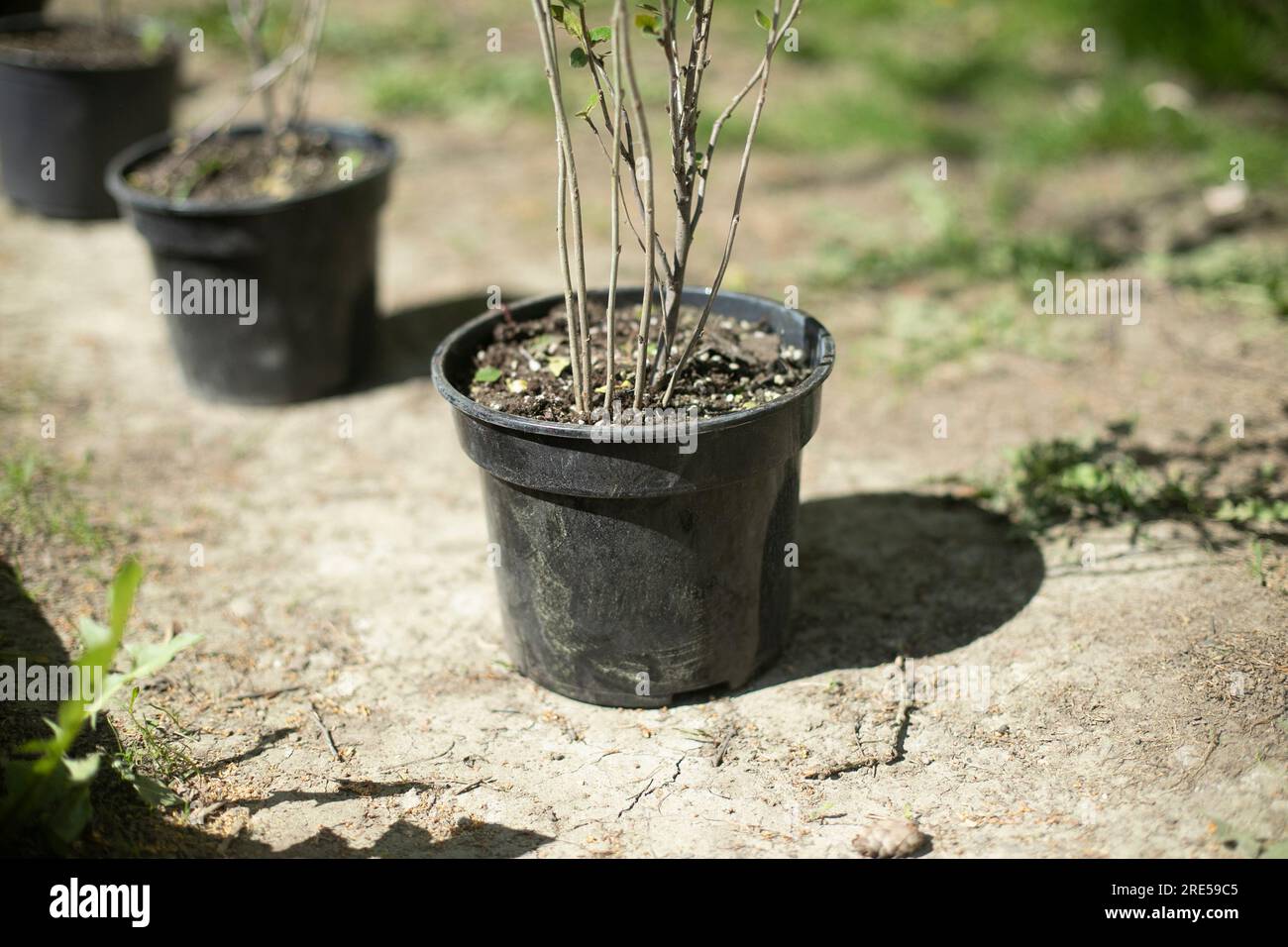 Setzlinge in Eimern. Zum Anpflanzen bestimmte Pflanzen. Bäume im Park Pflanzen. Schwarze Töpfe für Setzlinge. Stockfoto