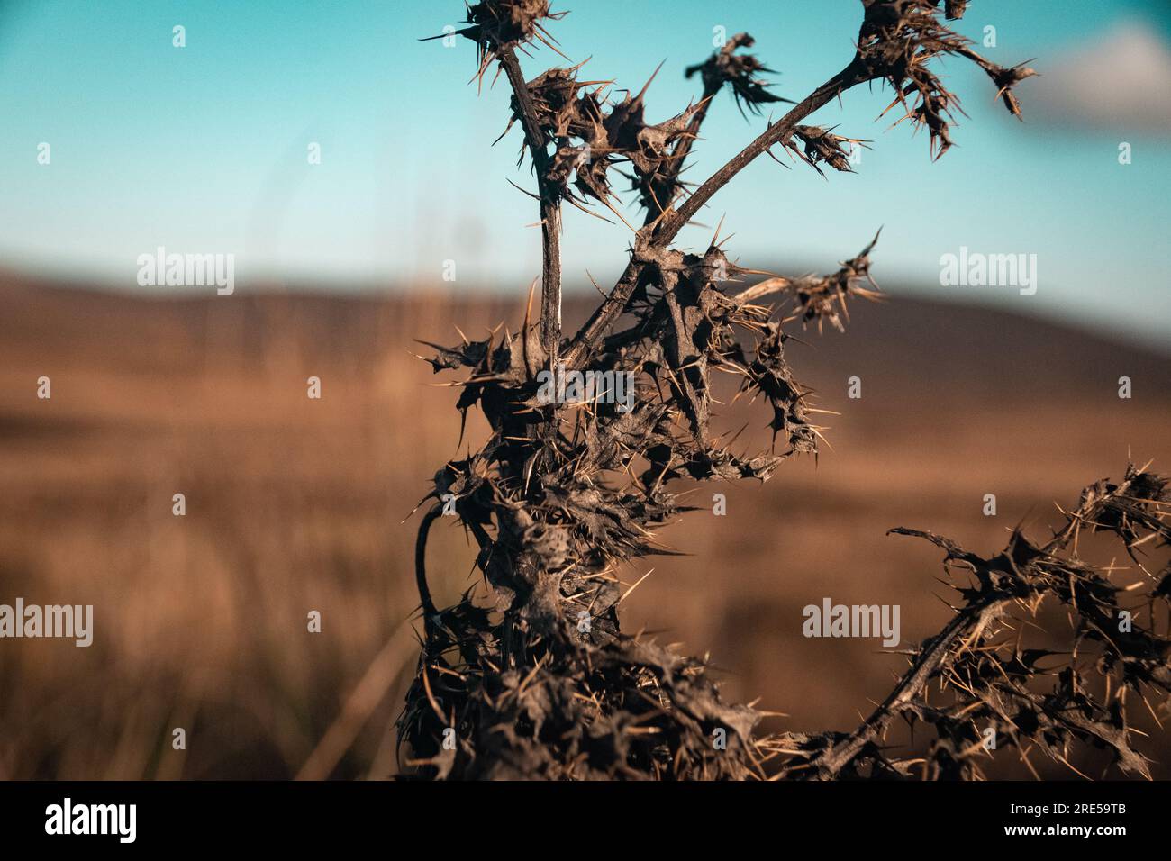Wind bläst eine getrocknete Pflanze auf dem Feld mit blauem Himmel in den Wicklow Bergen. Stockfoto