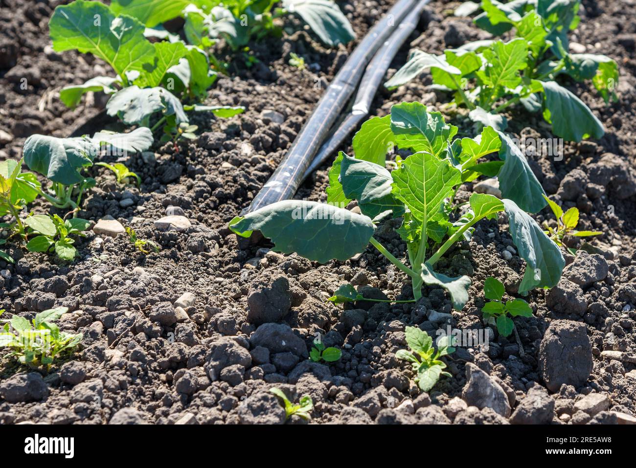 Nahaufnahme einer jungen Blumenkohlpflanze, die in trockenem Boden in einem Kalifornischen Feilchen wächst. Selektiver Fokus. Stockfoto