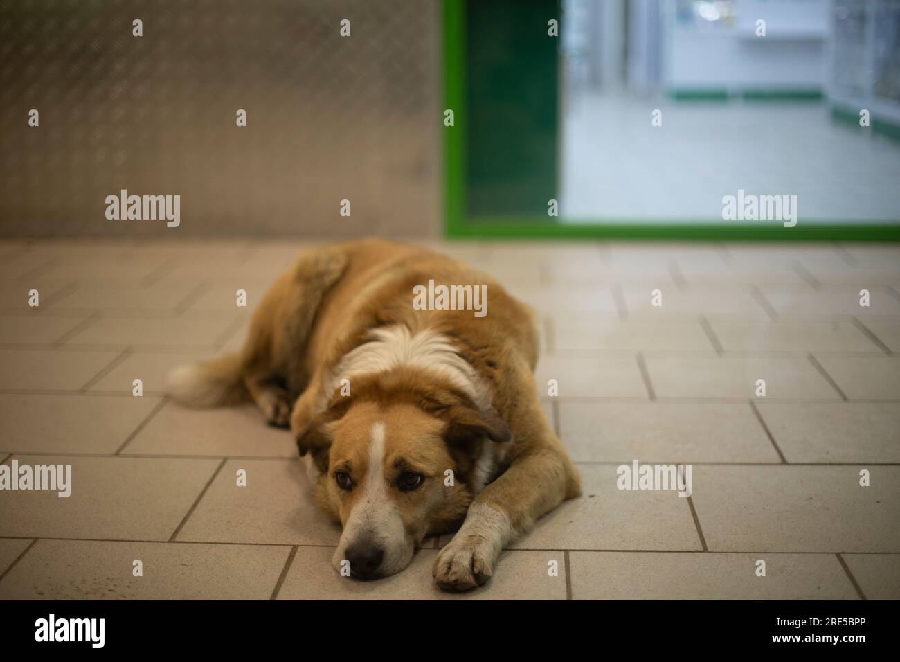 Der Hund liegt auf dem Boden. Der Hund wartet auf den Besitzer. Streunendes Tier im Gebäude. Erbärmliches Aussehen des Tieres. Stockfoto