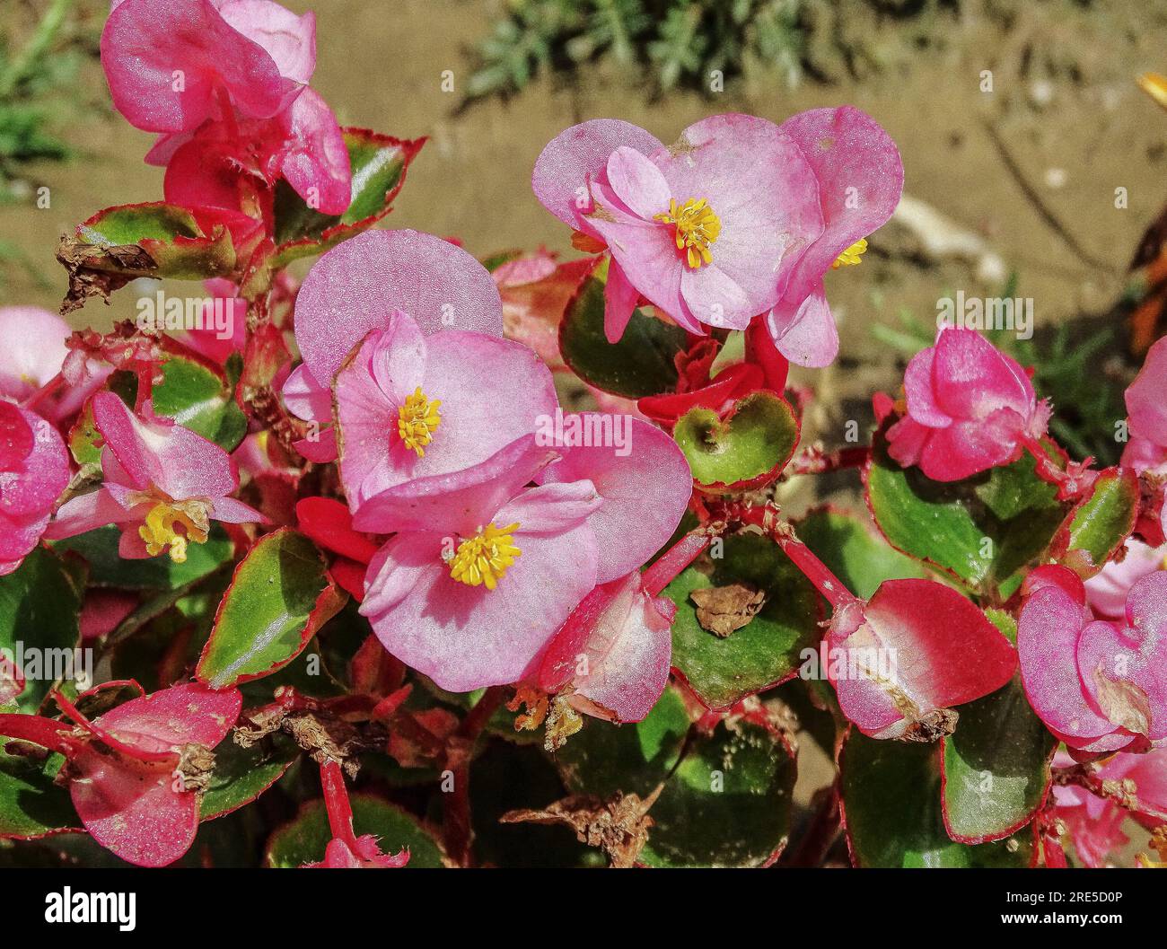 Rosa Wachs-Begonia-Blumen im Sommer. Begonia cucullata Stockfoto