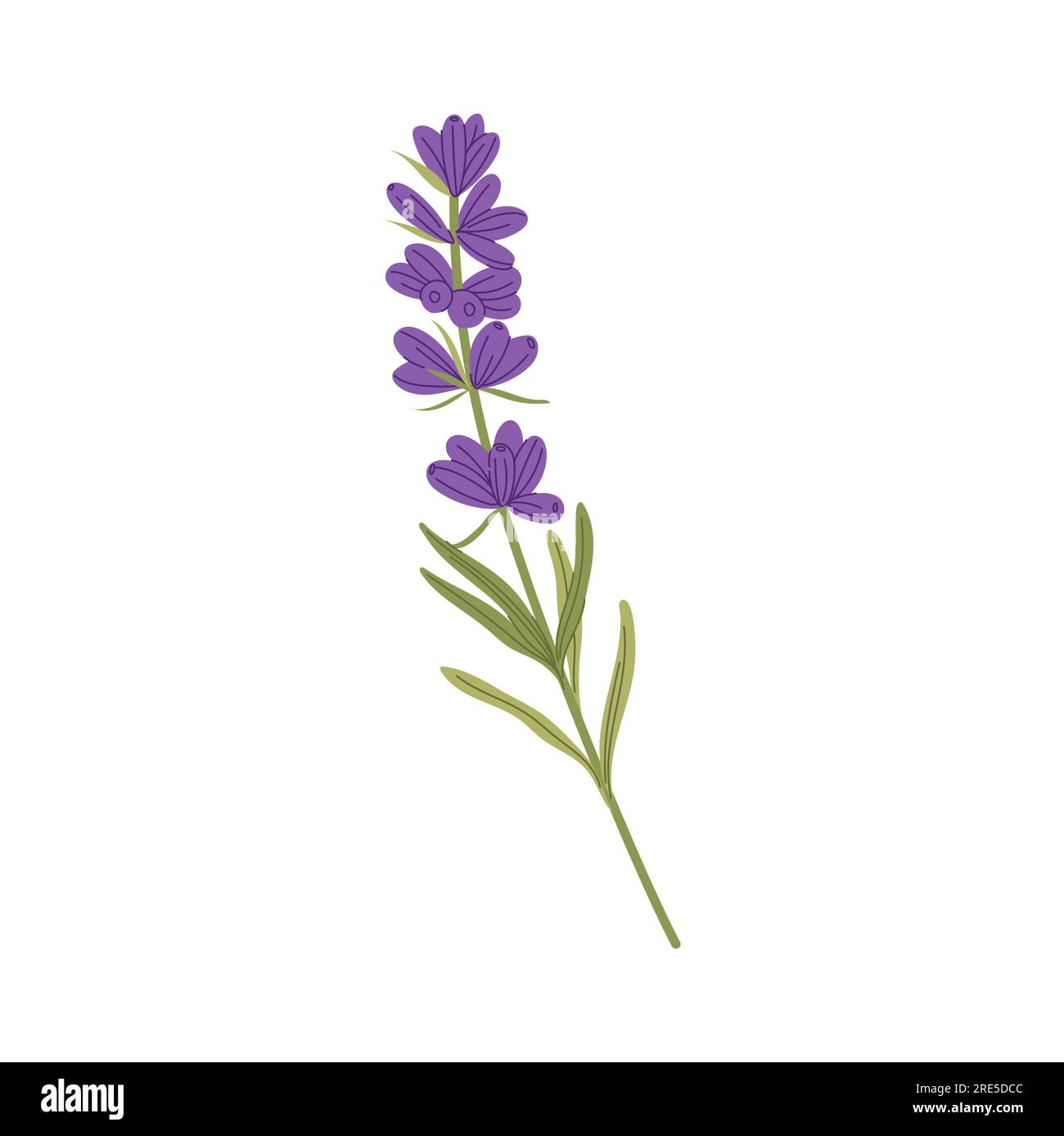 Natürlich duftende Blume Lavendel Blumendekoration isolierte blühende Küchenkräuter. Dekorative Vektorblüten, Hochzeitseinladungen, Dekorelement Stock Vektor