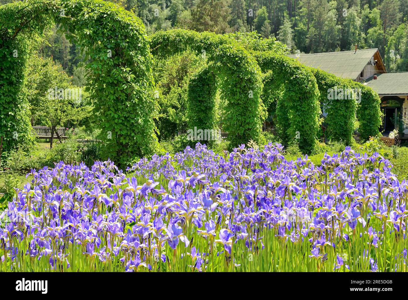 Blühende blaue Iris im Garten - sommerliche ländliche Landschaft. Eine Reihe von Bögen, die mit Trauben im Hintergrund verflochten sind. Schönheit der Sommerblume Stockfoto