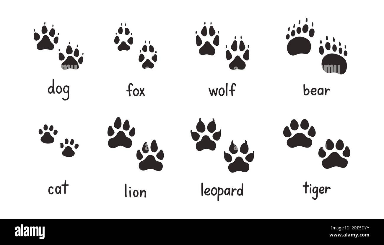 Tierpfotenabdrücke Set, Vektor verschiedene Tierabdrücke. Hund Fuchs Wolf Bär Katzenlöwe Leopardentiger Stock Vektor