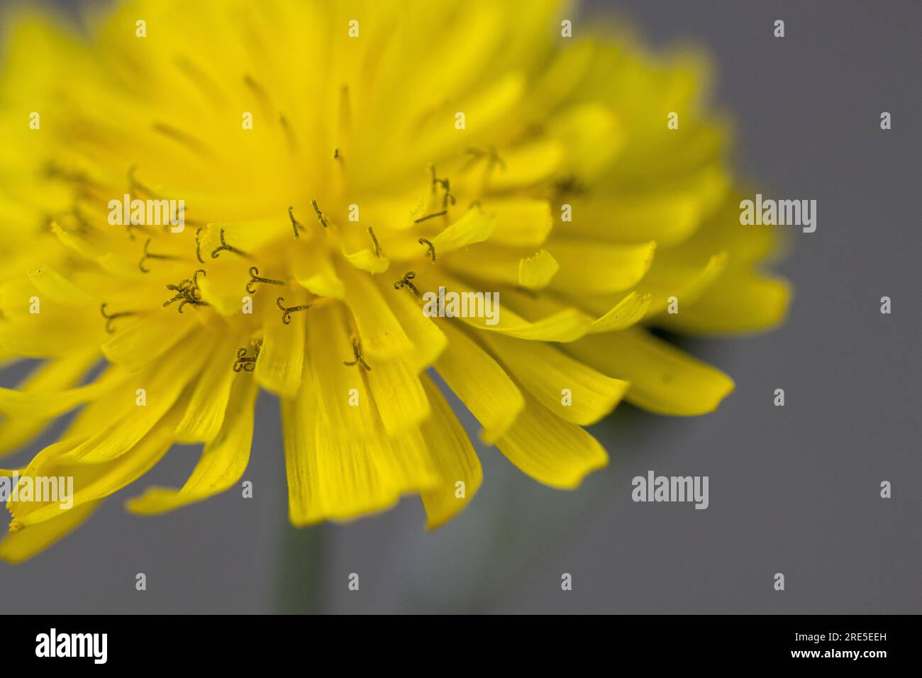 Löwenzahnblume in Frühlingsblütengelb. Frühlingsblumen mit Makrodetails, gelbe Sonne und die Natur Stockfoto