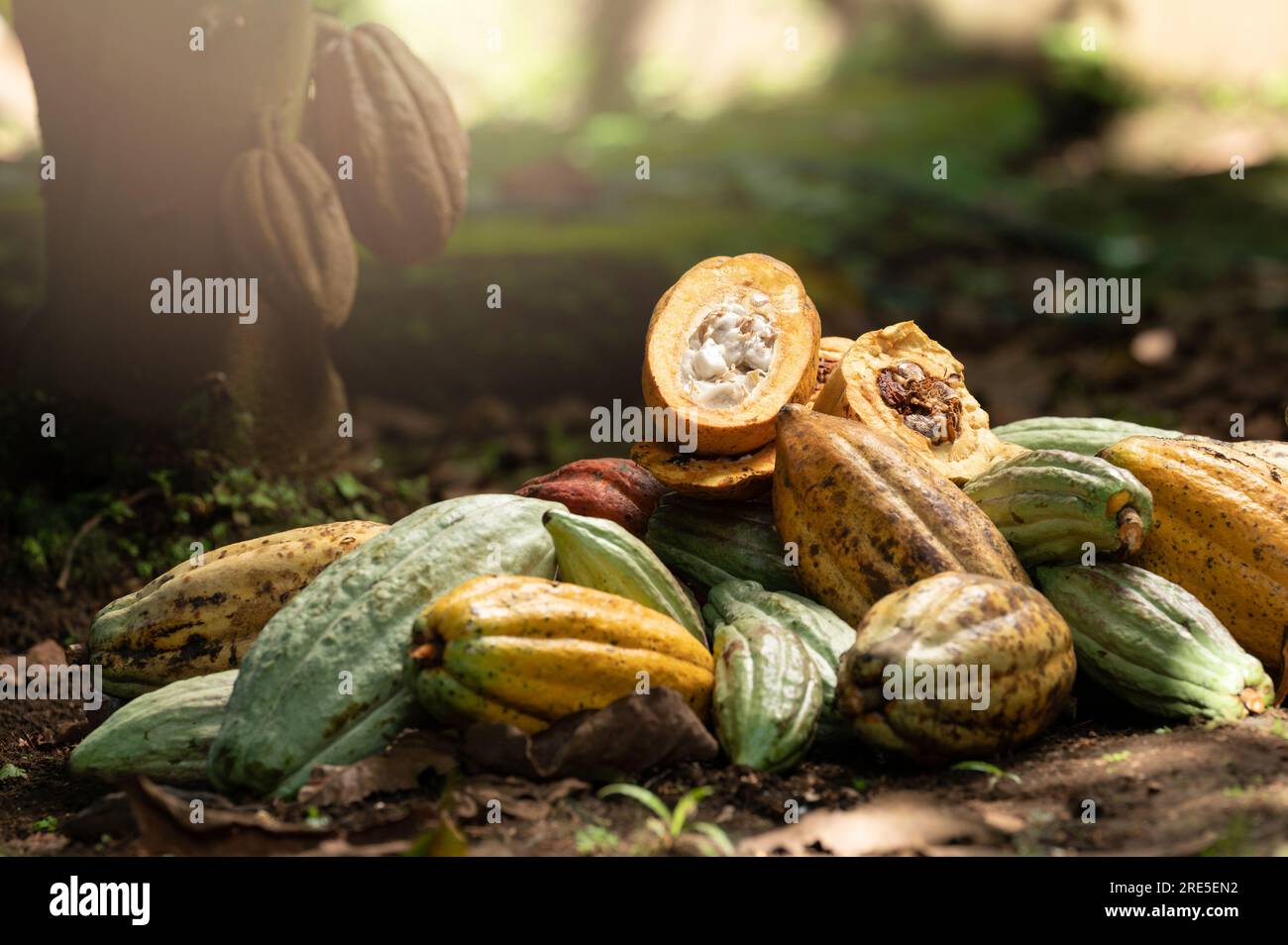 Kakaoschoten auf dem Erntefeld. Gelbe und grüne Kakaoschalen stapeln sich Stockfoto