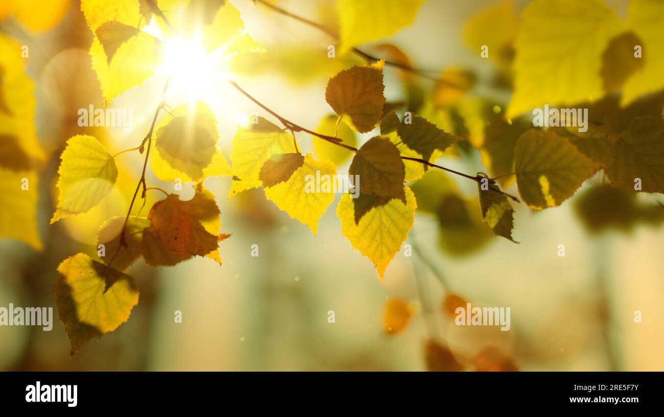 Wunderschöne, sonnige Herbstlandschaft mit gelben Herbstbäumen und Sonne. Buntes Laub im Wald. Natürlicher Hintergrund Stockfoto