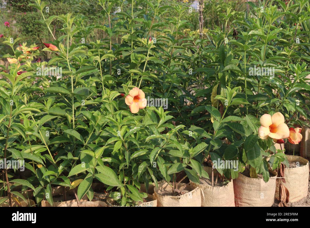 Die auf dem Bauernhof zu erntende Blütenpflanze Allamanda Blanchetii ist eine Geldpflanze Stockfoto