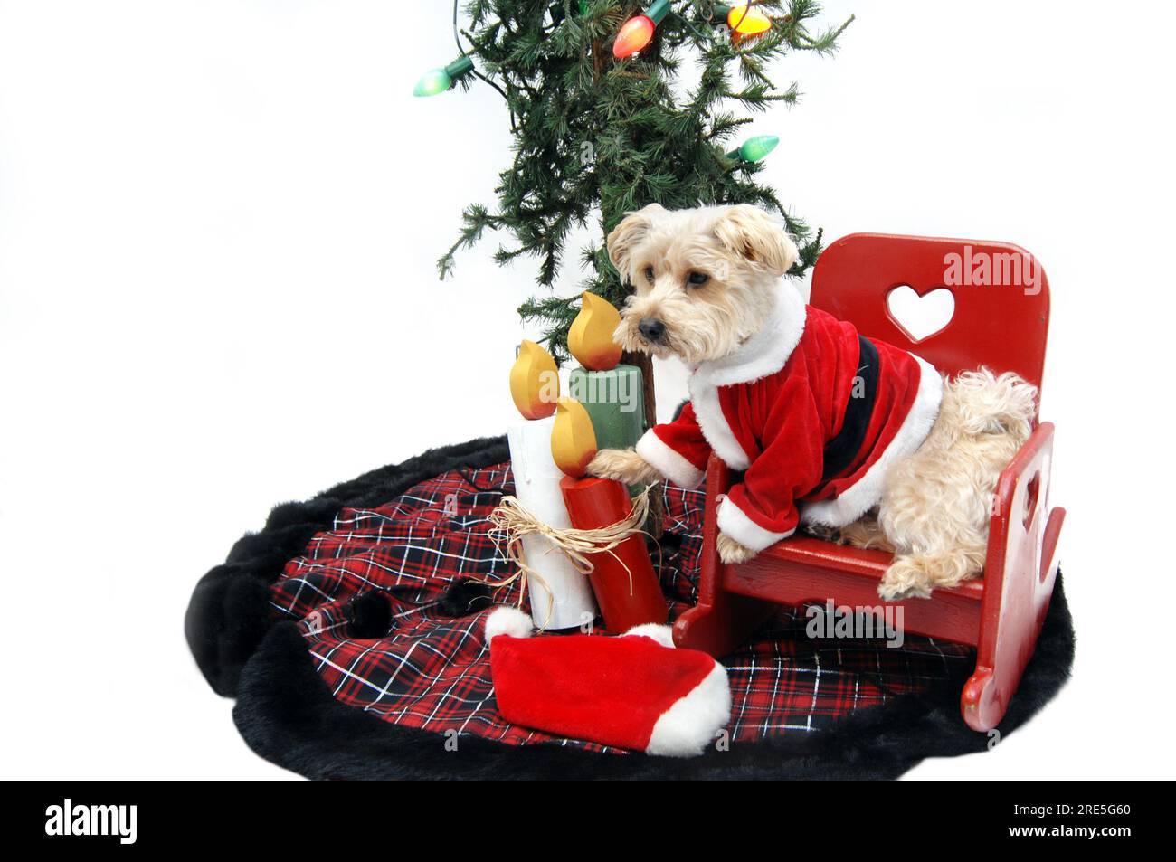 Silky Poo sitzt in einem roten hölzernen Schaukelstuhl unter dem Weihnachtsbaum und wartet darauf, dass der Weihnachtsmann kommt. Stockfoto