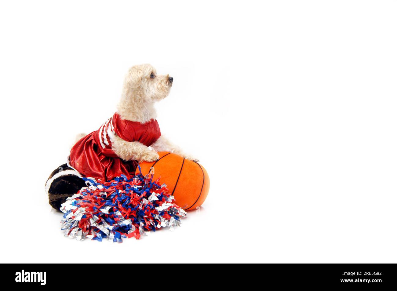 Seidenpoo in Cheerleader-Uniform bietet Platz für ausgestopften, orangefarbenen Basketball und sitzt auf einem ausgestopften Fußball. POM Poms liegen ihr zu Füßen. Sie beobachtet uns Stockfoto