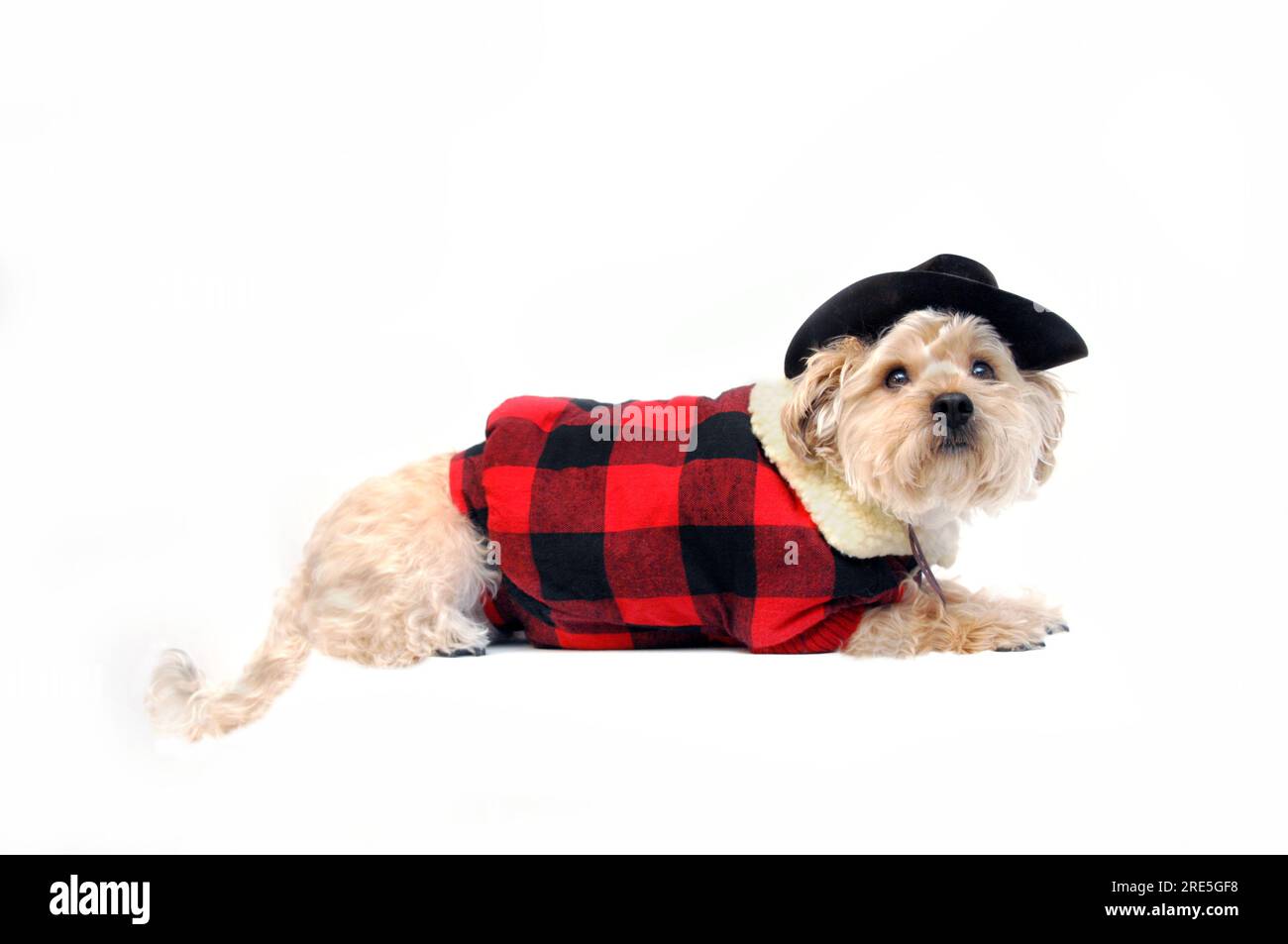 Der Hund trägt eine rot-schwarze, karierte Weste. Das Outfit besteht aus schwarzem Cowbow Heu und Kinnband. Silkypoo liegt auf einem ganz weißen Stockfoto
