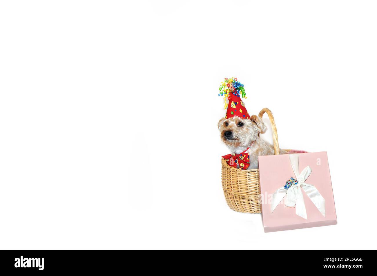 Happy Birthday Dog sitzt in einem Geschenkkorb neben einer rosa Geschenkbox. Sie trägt eine Mütze mit Lockenband und passender Fliege. Stockfoto