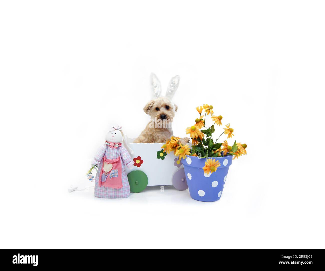 Osterhasen-Look-Assign fährt in einem weißen Holzwagen, der mit Blumen dekoriert ist. Silky Poo trägt ostern-Kaninchenohren. Stockfoto