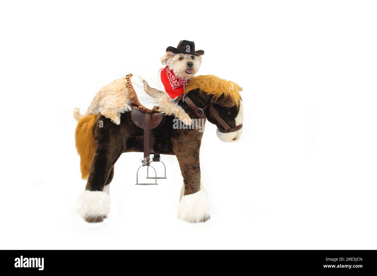 Die Hunde- und Ponyshow umfasst diesen Silky Poo Astride, ein ausgestopftes Pferd. Sie trägt einen Cowboyhut, eine Weste und ein rotes Bandanna. Stockfoto