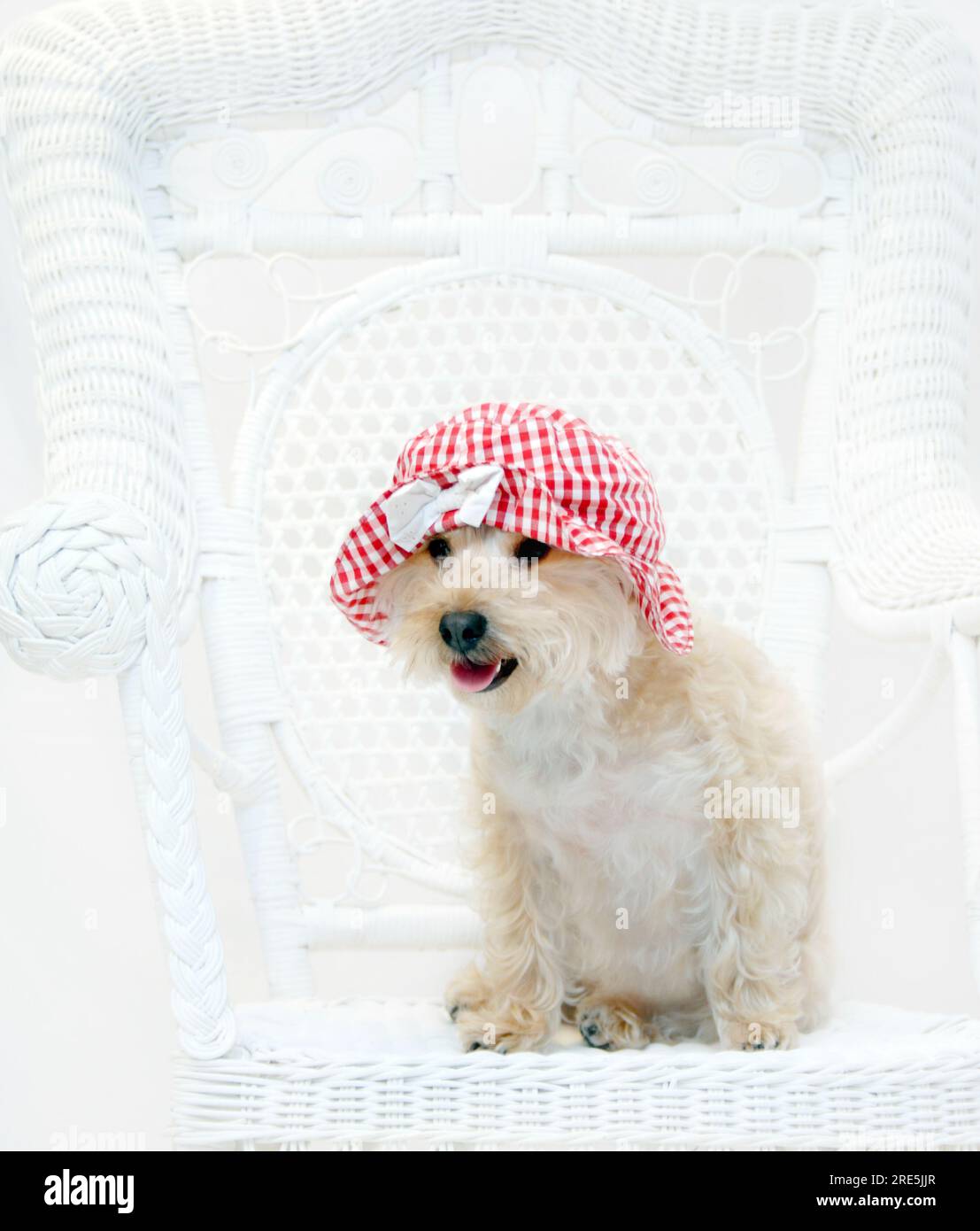 Der rote Gingham-Hut sitzt auf dem süßen Silkypoo-Hund. Der Hund sitzt auf einem weißen Korbstuhl. Stockfoto
